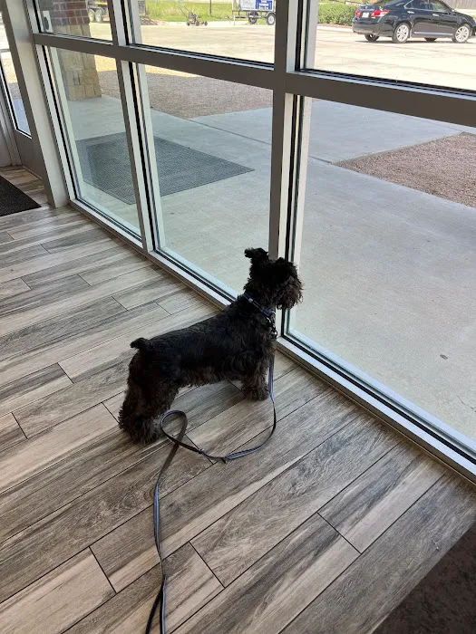 Penny Paws Animal Hospital - Grand Prairie Picture 2