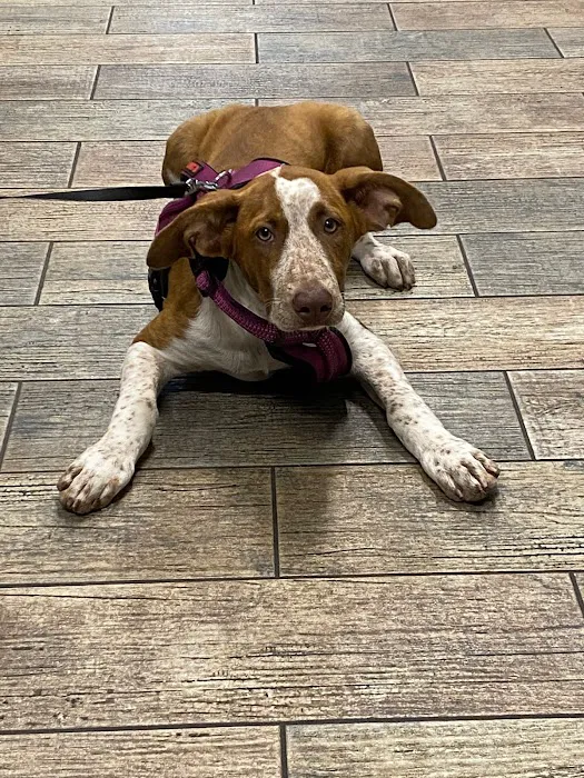 Penny Paws Animal Hospital - Grand Prairie Picture 6
