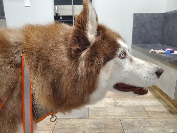 Penny Paws Animal Hospital - Grand Prairie Picture 5