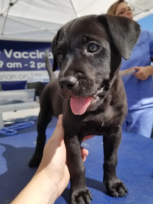 Penny Paws Low Cost Pet Vaccinations - Abilene Picture 7