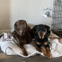 Creature Comfort Animal Clinic ico