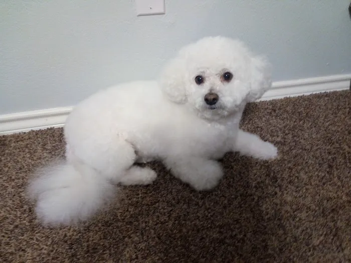 Creature Comfort Animal Clinic Picture 4