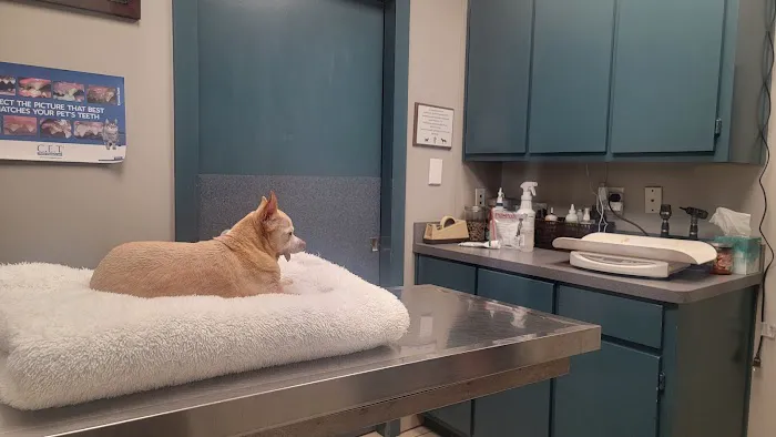 Creature Comfort Animal Clinic Picture 7