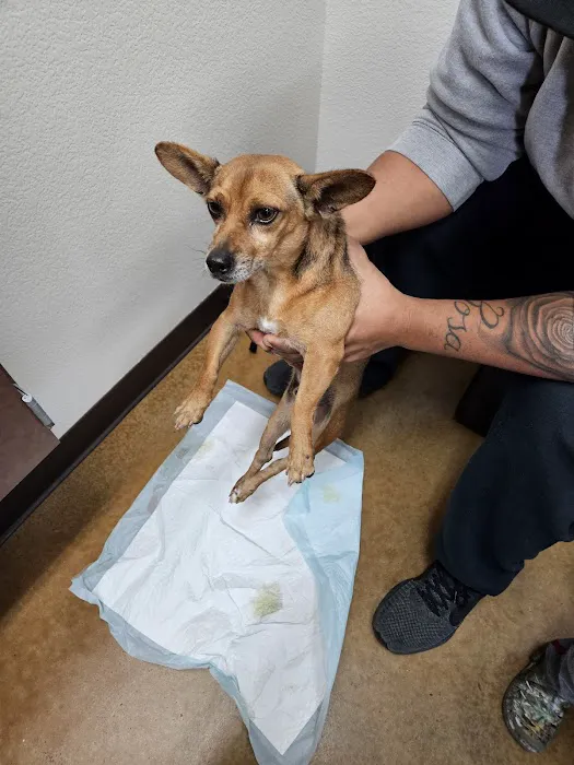 Pet Hospital at South Collins Picture 9