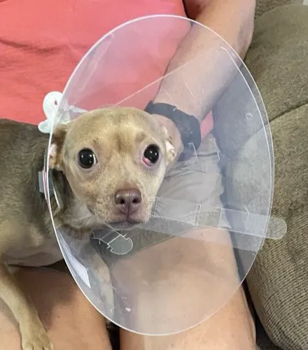 Texas Coalition for Animal Protection | TCAP Arlington Picture 4
