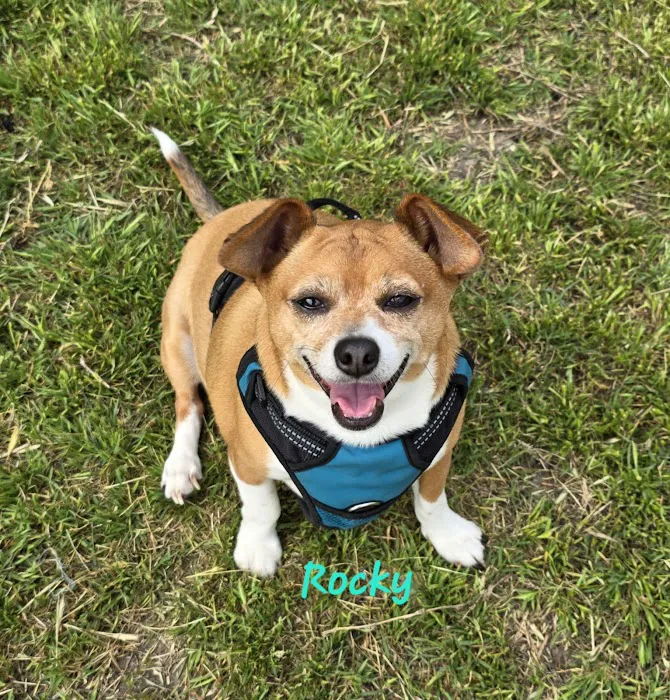 Texas Coalition for Animal Protection | TCAP Arlington Picture 7