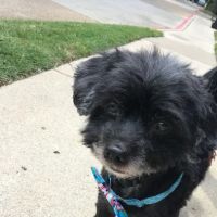 Veterinary Emergency Hospital of Arlington (Urgent Care) ico