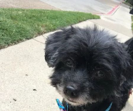 Veterinary Emergency Hospital of Arlington (Urgent Care)