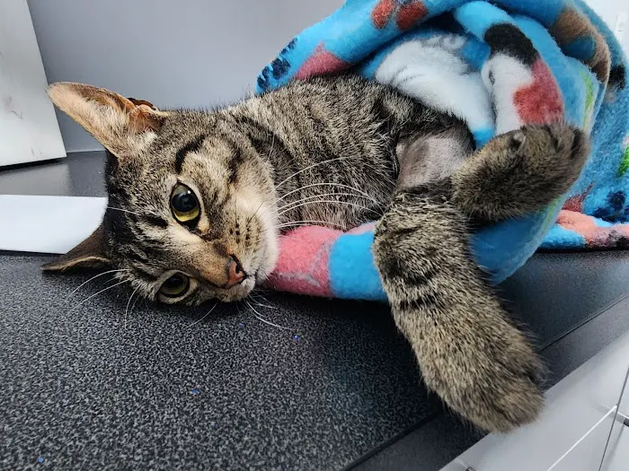 Veterinary Emergency Hospital of Arlington (Urgent Care) Picture 2