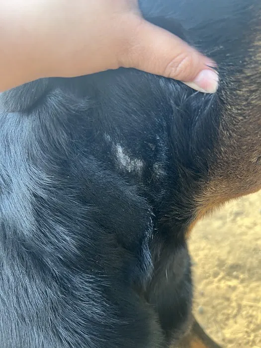 Veterinary Emergency Hospital of Arlington (Urgent Care) Picture 6