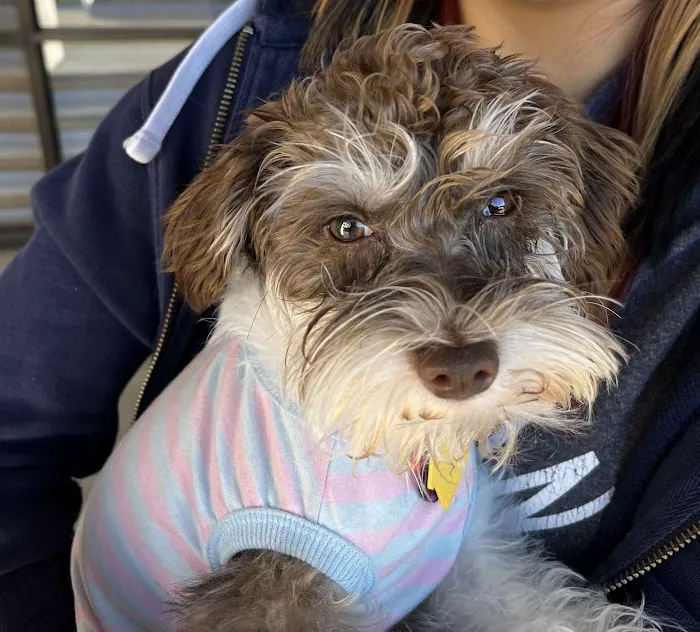 Veterinary Emergency Hospital of Arlington (Urgent Care) Picture 5