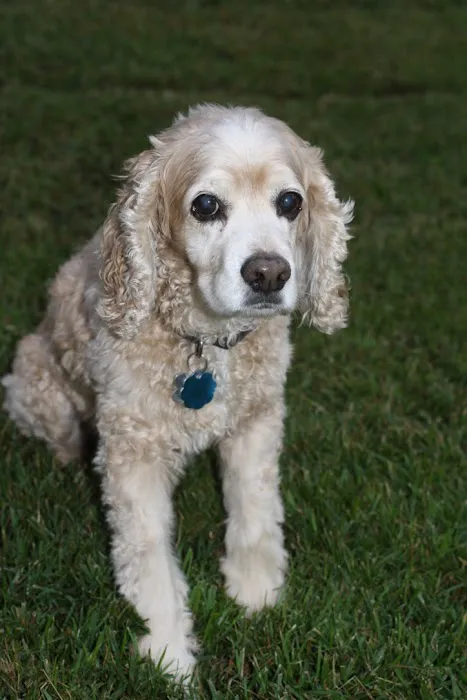 Dr. Mike's Affordable Vet Care Picture 6