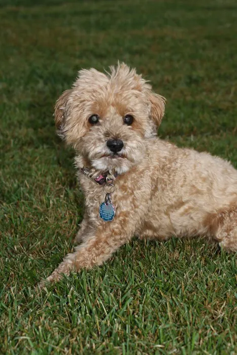 Dr. Mike's Affordable Vet Care Picture 2