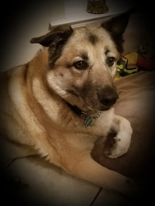 Dr. Mike's Affordable Vet Care Picture 5