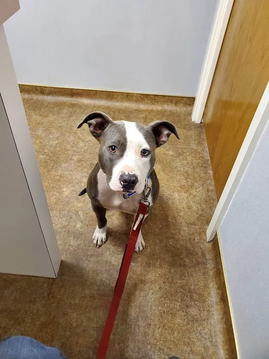 Arlington South Veterinary Hospital Picture 1