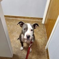 Arlington South Veterinary Hospital ico