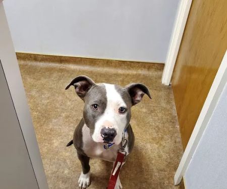 Arlington South Veterinary Hospital