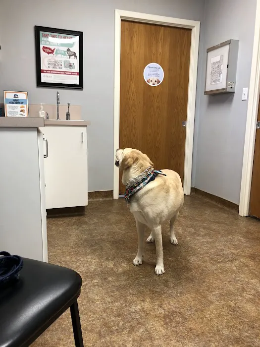 Arlington South Veterinary Hospital Picture 2