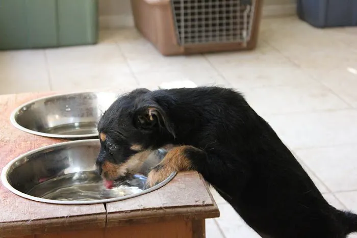 Arlington South Veterinary Hospital Picture 10