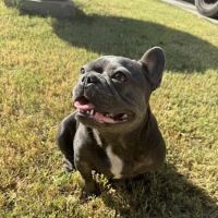 Carrier Animal Hospital ico