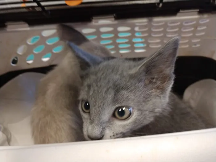 Animal Clinic of Grand Prairie Picture 10