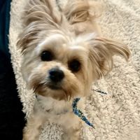 Airport Freeway Animal Emergency Hospital ico