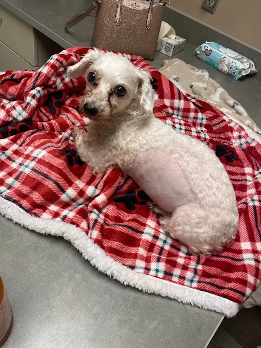 Airport Freeway Animal Emergency Hospital Picture 7