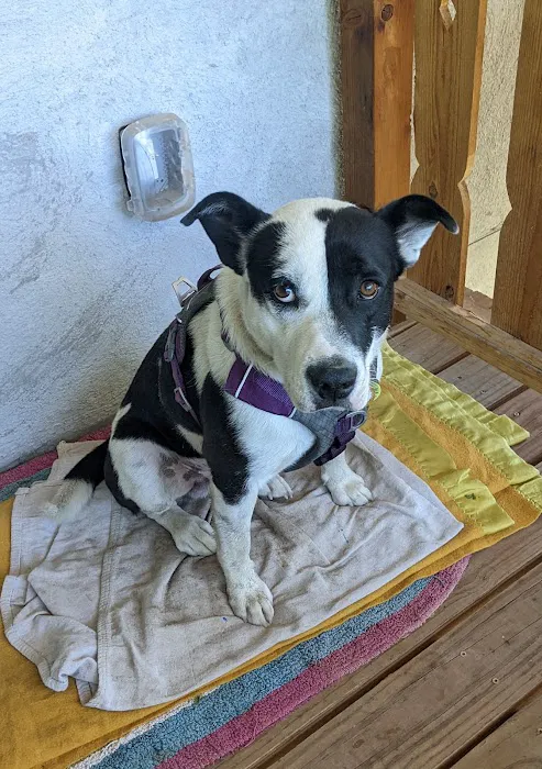Express Vet NM Picture 1