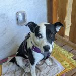 Express Vet NM