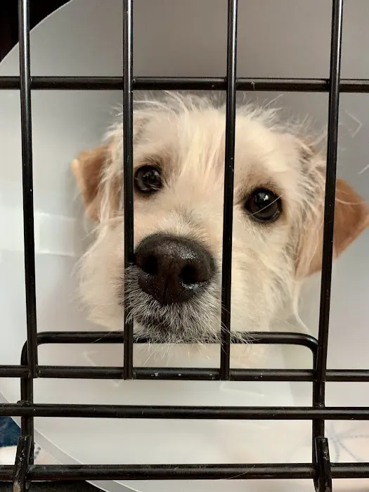 Express Vet NM Picture 8