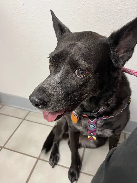 Rio Bravo Veterinary Hospital Picture 2