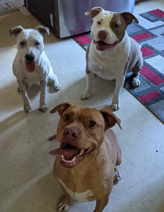Rio Bravo Veterinary Hospital Picture 10