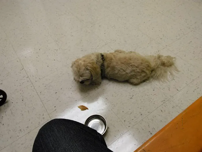 Banfield Pet Hospital Picture 10