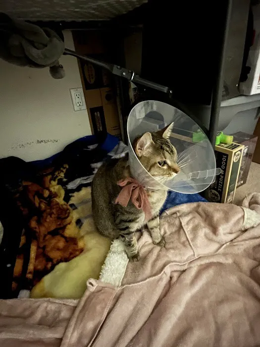 Los Ranchos Veterinary Clinic Picture 10