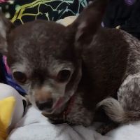 St. Francis Animal Clinic ico