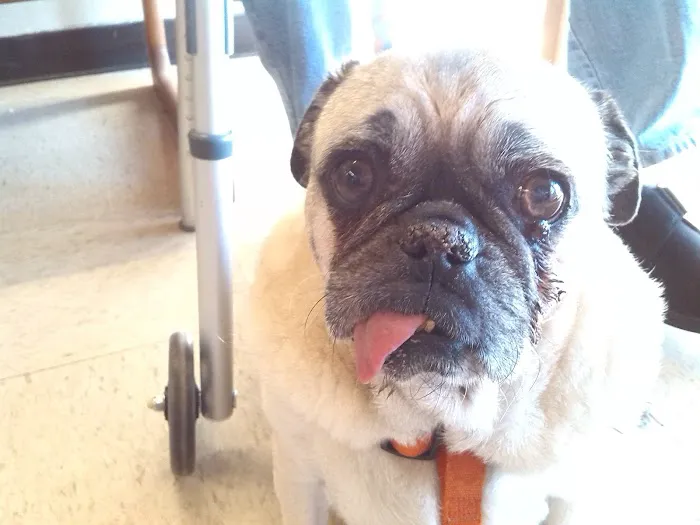 St. Francis Animal Clinic Picture 8
