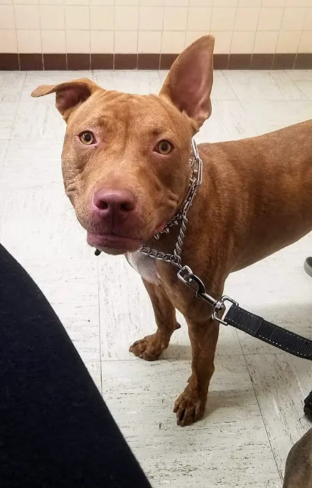 St. Francis Animal Clinic Picture 4
