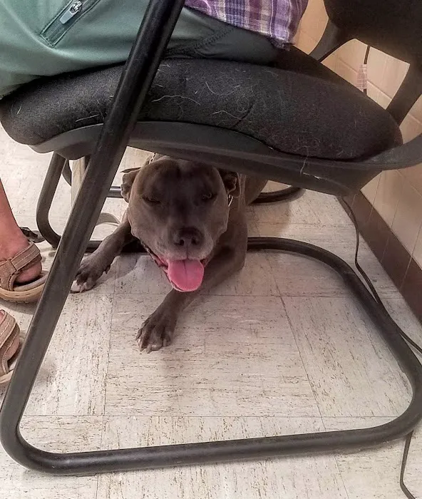 St. Francis Animal Clinic Picture 5