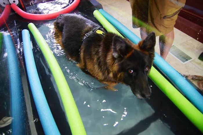 ACE of Paws Picture 5