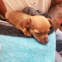 Thrive Pet Healthcare Specialists - Albuquerque ico