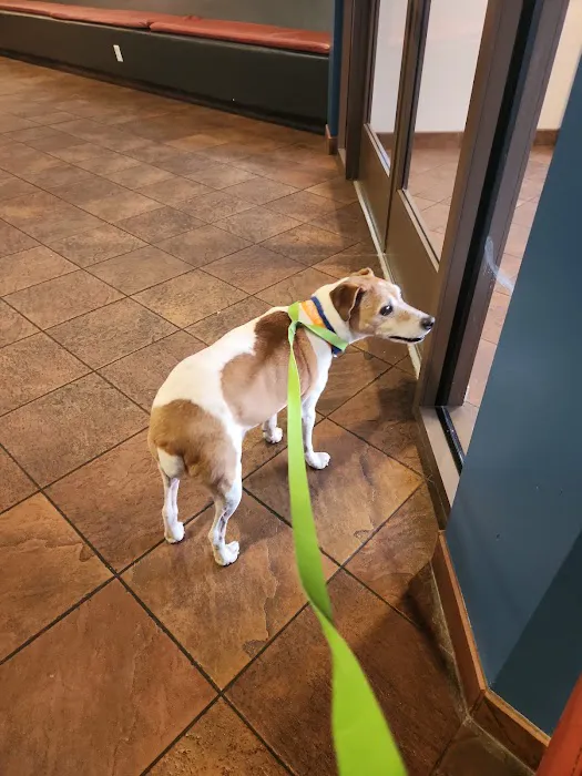 Thrive Pet Healthcare Specialists - Albuquerque Picture 2