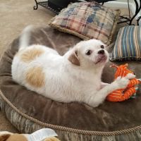 Dermatology for Animals - Albuquerque ico