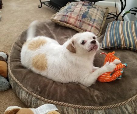 Dermatology for Animals - Albuquerque