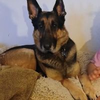 Del Norte Animal Clinic ico