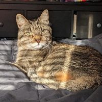 Dallas Veterinary Hospice ico