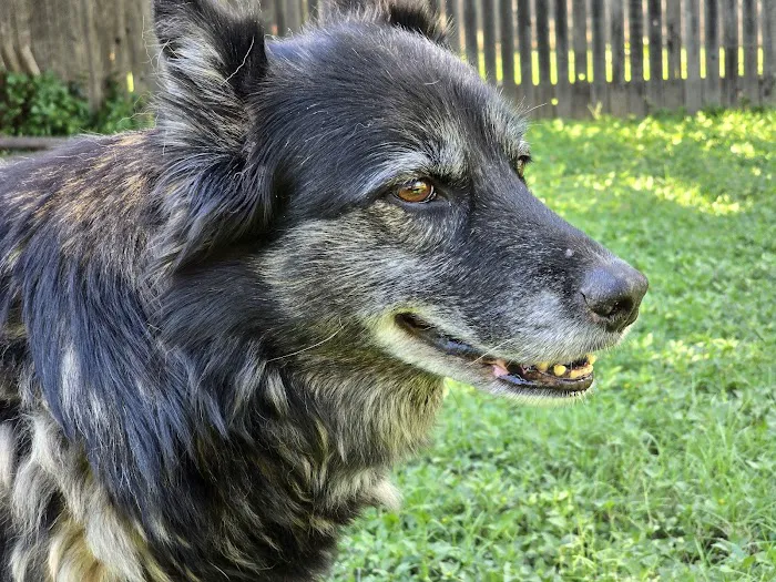 Dallas Veterinary Hospice Picture 8