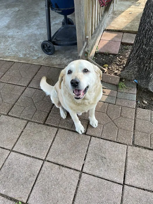 Dallas Veterinary Hospice Picture 6