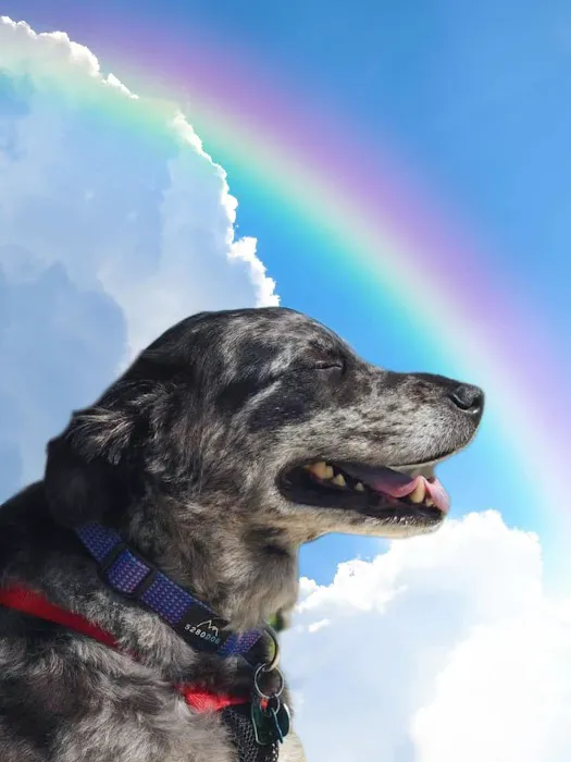 Dallas Veterinary Hospice Picture 9
