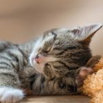 Preventing and Managing Obesity in Indoor Cats: Essential Tips for Pet Owners