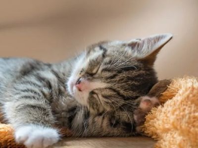 Preventing and Managing Obesity in Indoor Cats: Essential Tips for Pet Owners